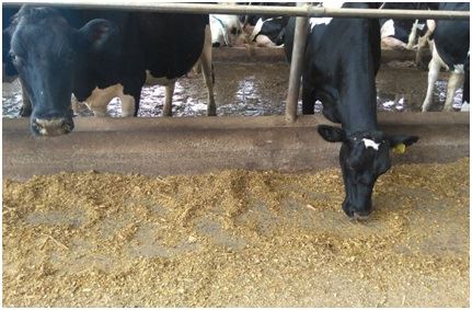 período de transição em vacas leiteiras