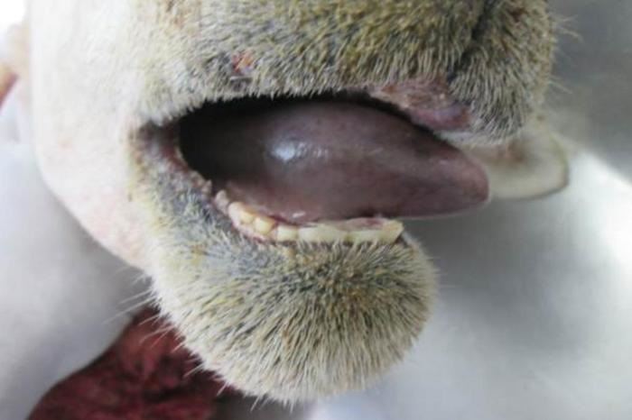 caso de língua azul no RS