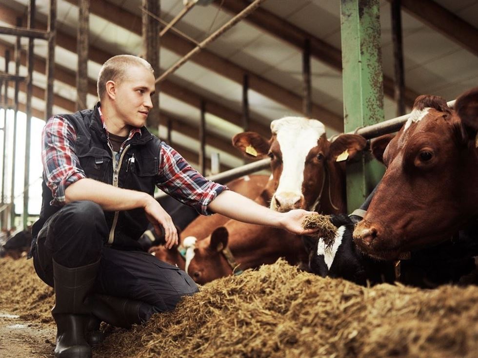 A fim de não competir com alimentação humana, Valio interromperá o uso de soja para vacas