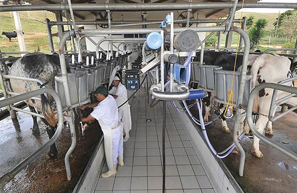 produção de leite em Minas Gerais