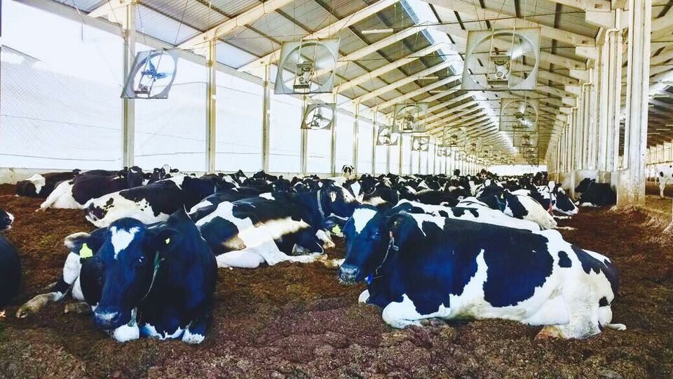 compost barn presente entre os 100 maiores produtores de leite do Brasil