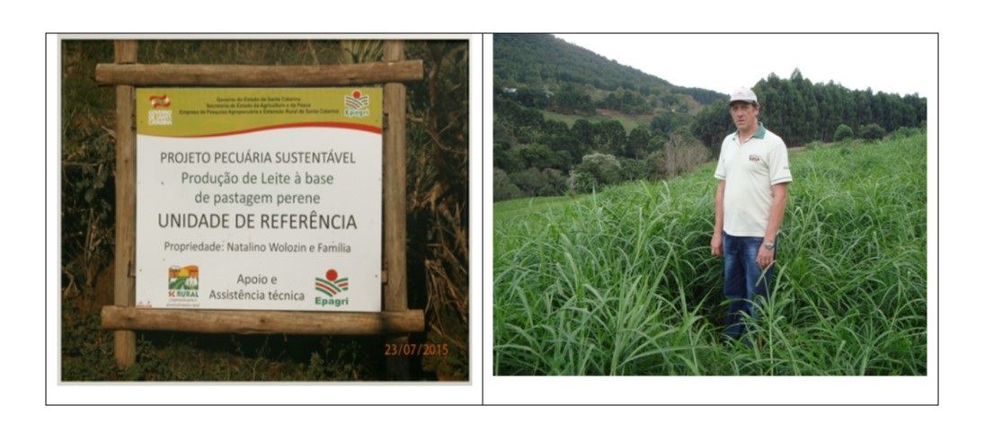 produção de leite em Santa Catarina