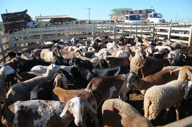 ovinocaprinocultura se desenvolve no Piauí