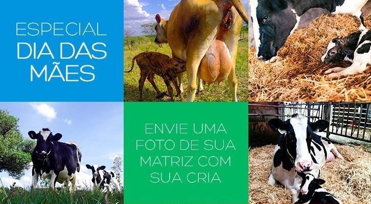 campanha especial dia das mães milkpoint