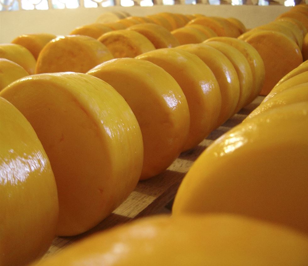 Governo de Minas libera recursos para a pesquisa na área de queijos artesanais