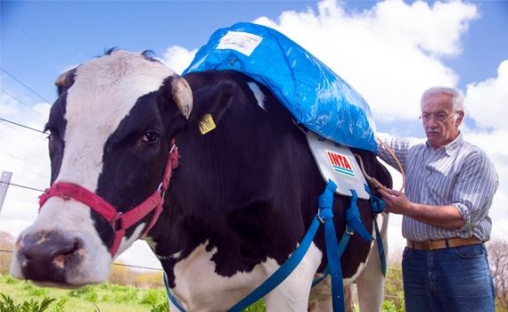 Pesquisadores argentinos reciclam os gases das vacas para usar como combustíveis