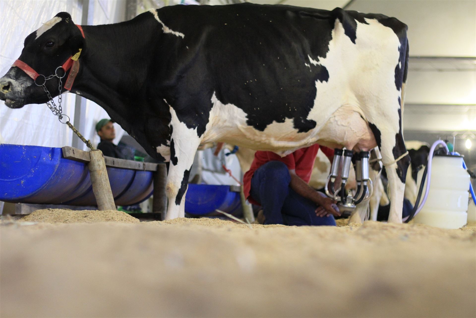 AgroTecnoleite Complem