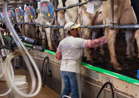 Escassez de mão de obra nas fazendas leiteiras