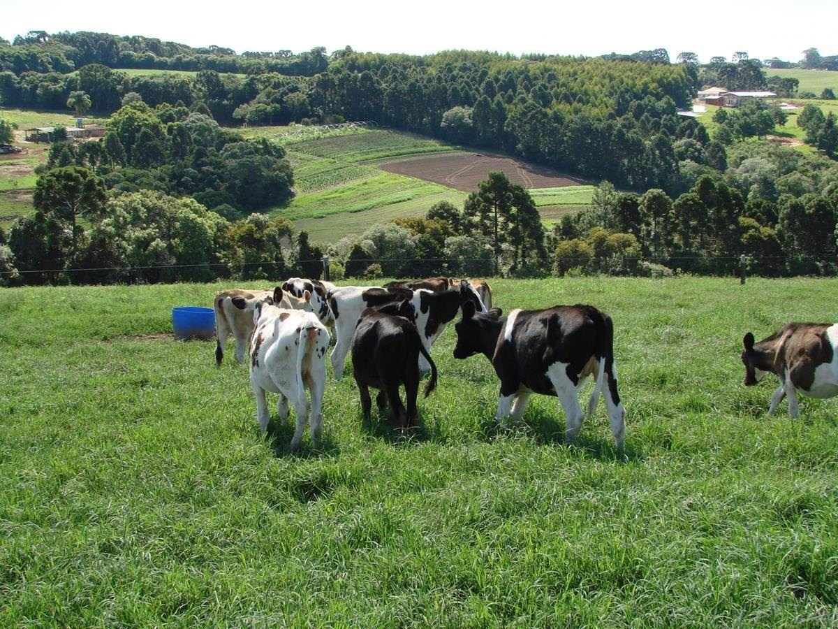 Lote de novilhas em recria – Piquetes de Tifton