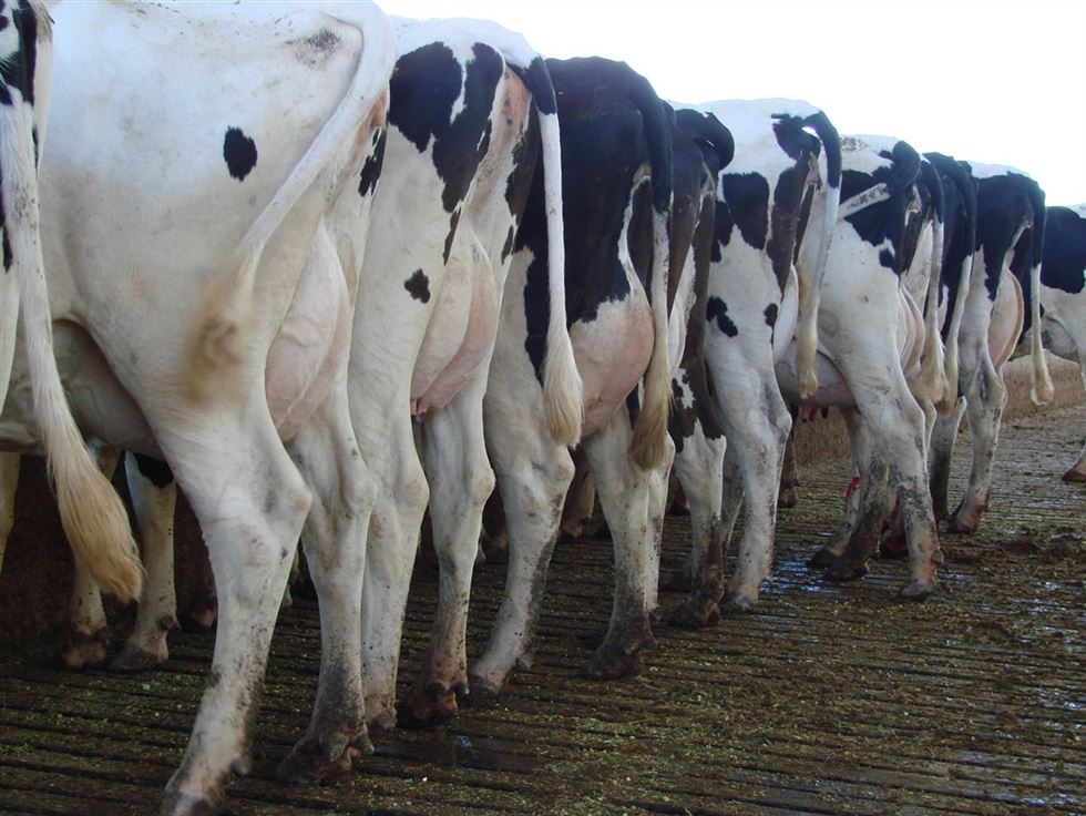 Vacas Holandesas – Produção média atual 30-32 litros/dia