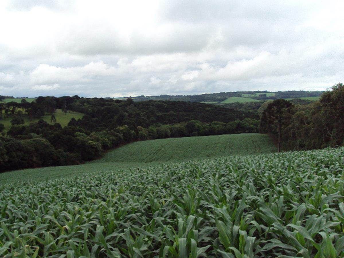 Cultura de milho para produção de silagem