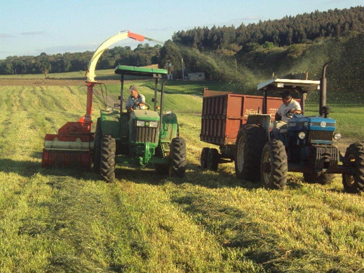 Colheita do Azevém - Cultura de inverno