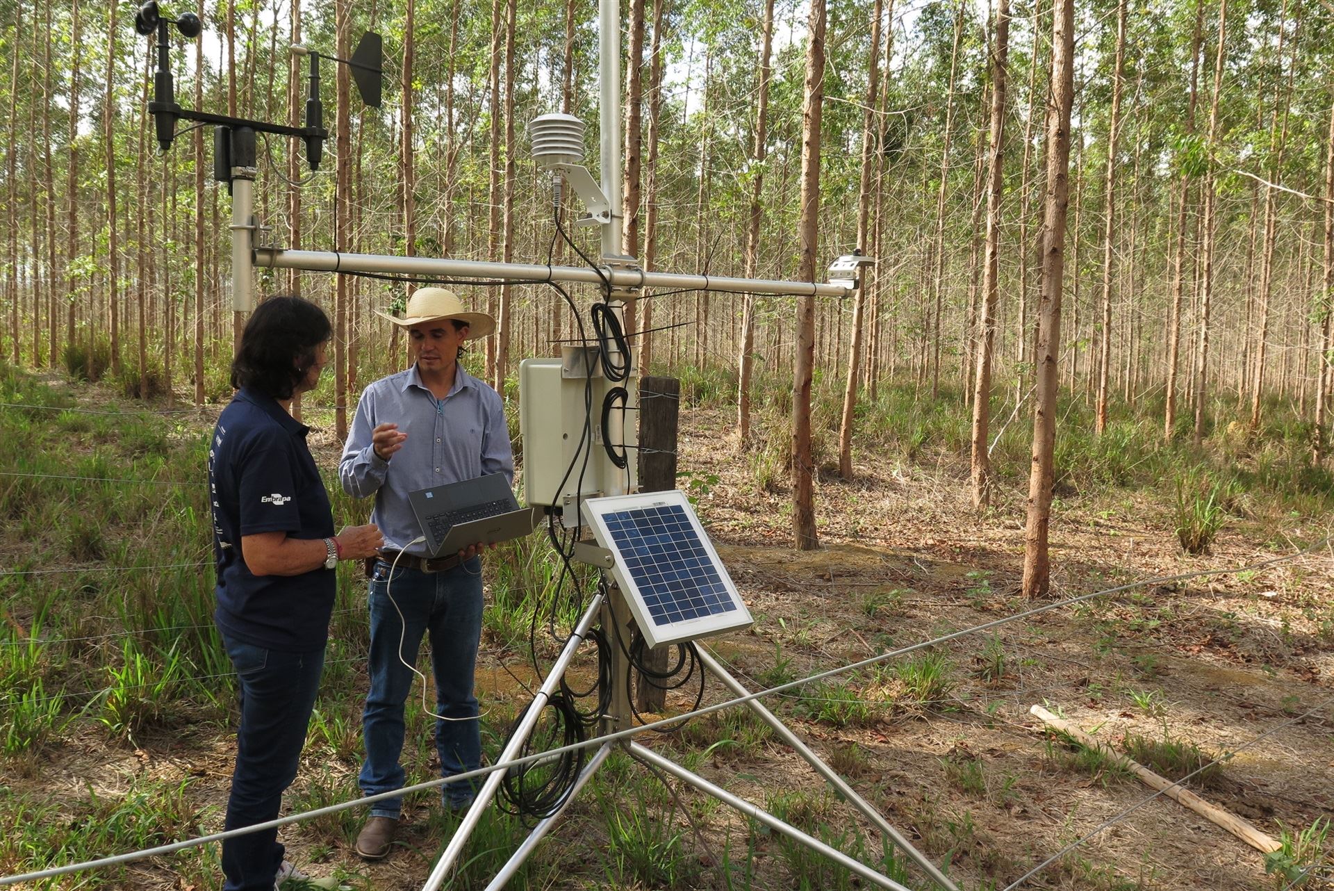 integração lavoura pecuária - Embrapa - pastagem