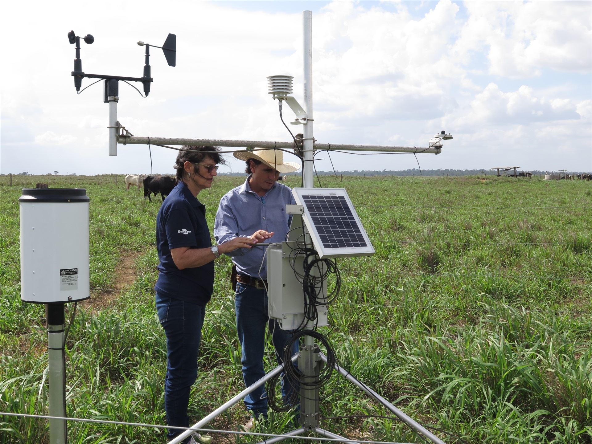 integração lavoura pecuária - Embrapa - pastagem