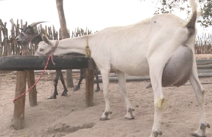 Caprinocultura de leite no Ceará 
