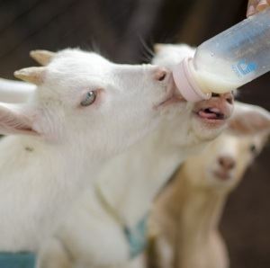 NZ: indústria de leite de cabra terá fundo de US$ 19,7 milhões