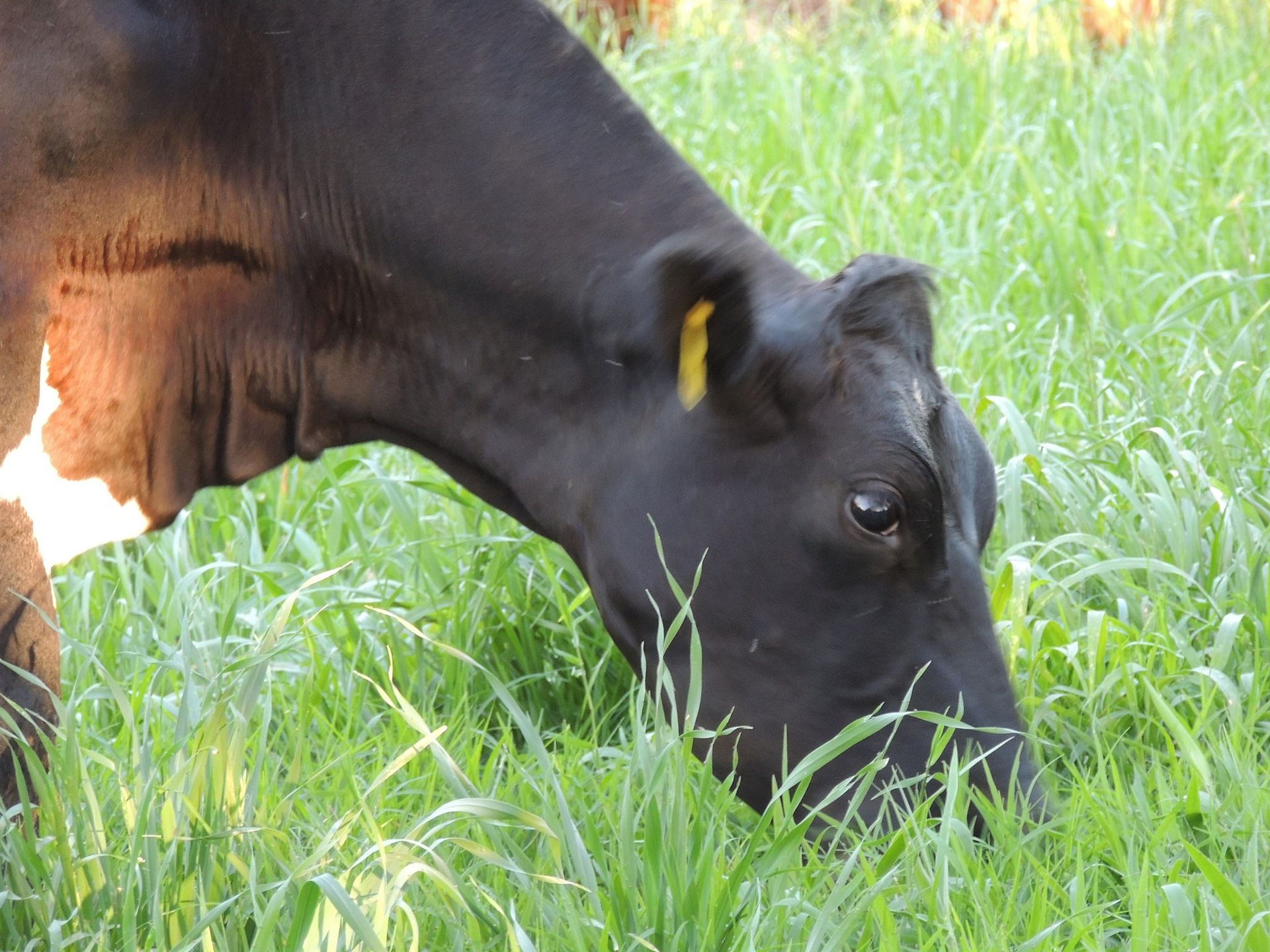 produção de leite orgânico