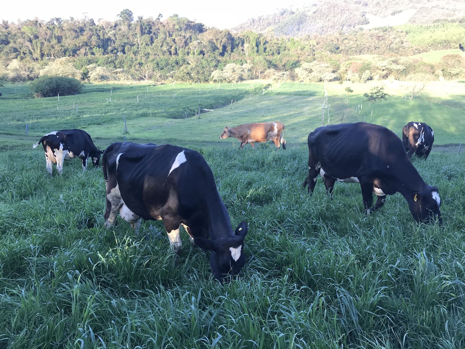 produção de leite orgânico