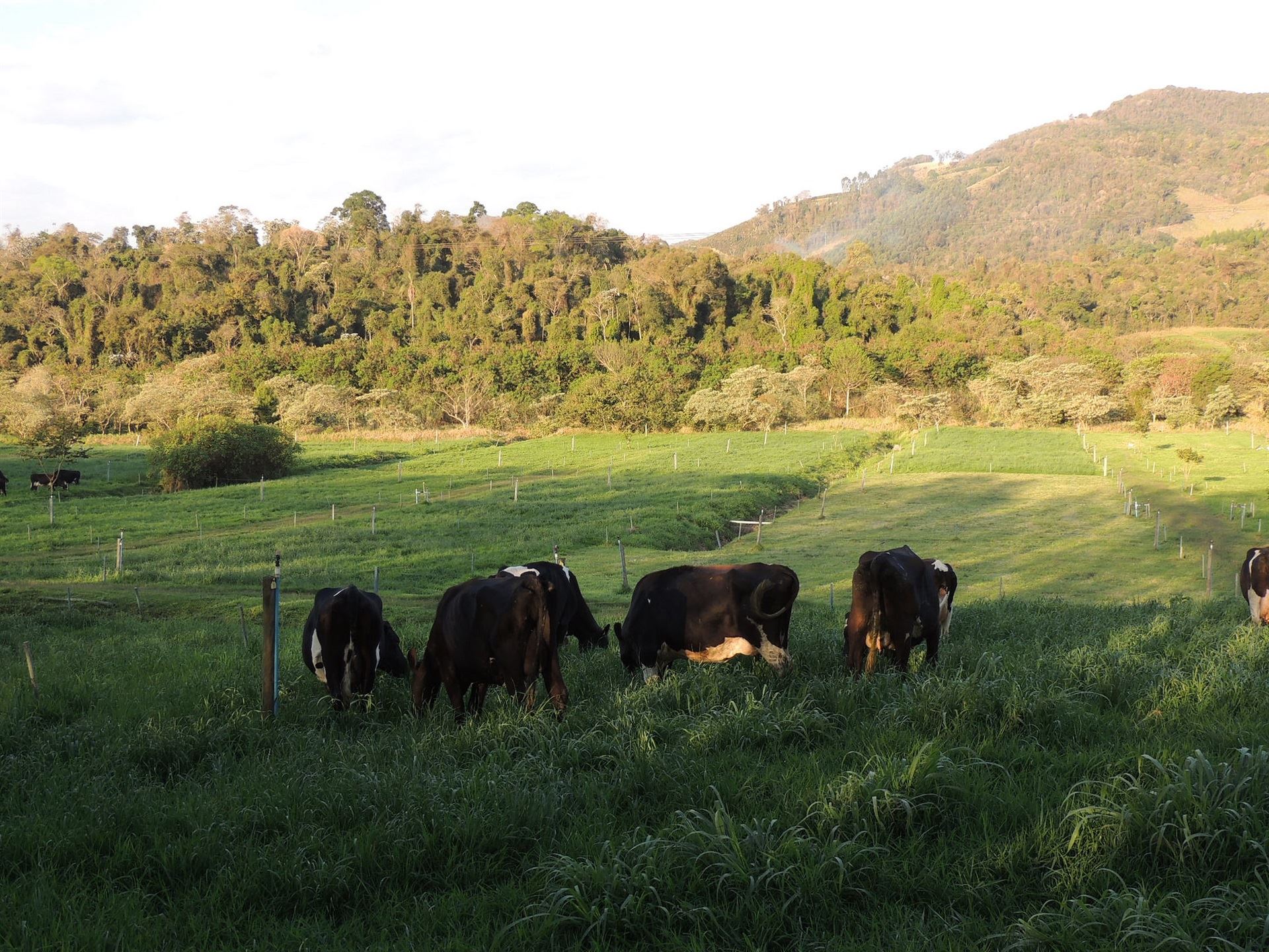 produção de leite orgânico