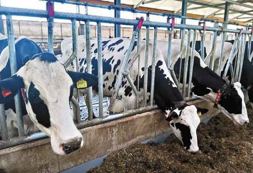 Robotização da produção leiteira