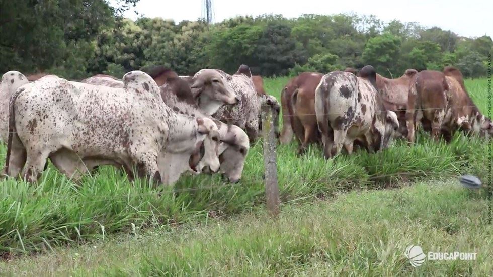 Touros que acabaram de entrar em um piquete de capim-mombaça, cuja altura alvo de pastoreio é 90 cm na entrada e 45 cm na saída dos animais.