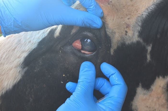 Diagnóstico precoce de tumor ocular em bovinos evita metástase