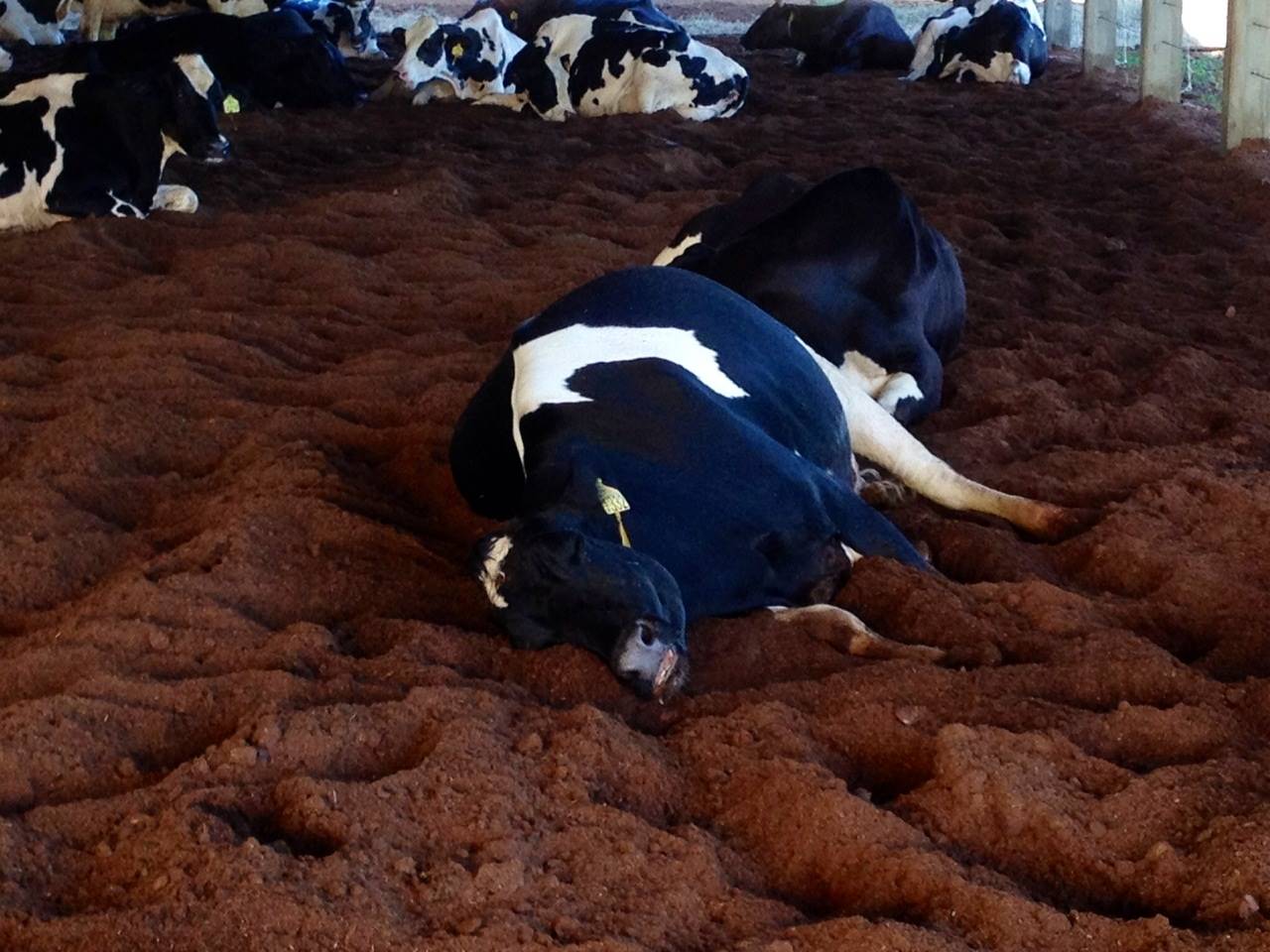 77o Maior produtor Top 100 MilkPoint 2014
