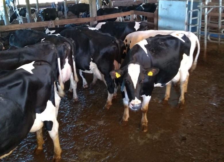 produção de leite no Rio Grande do Sul