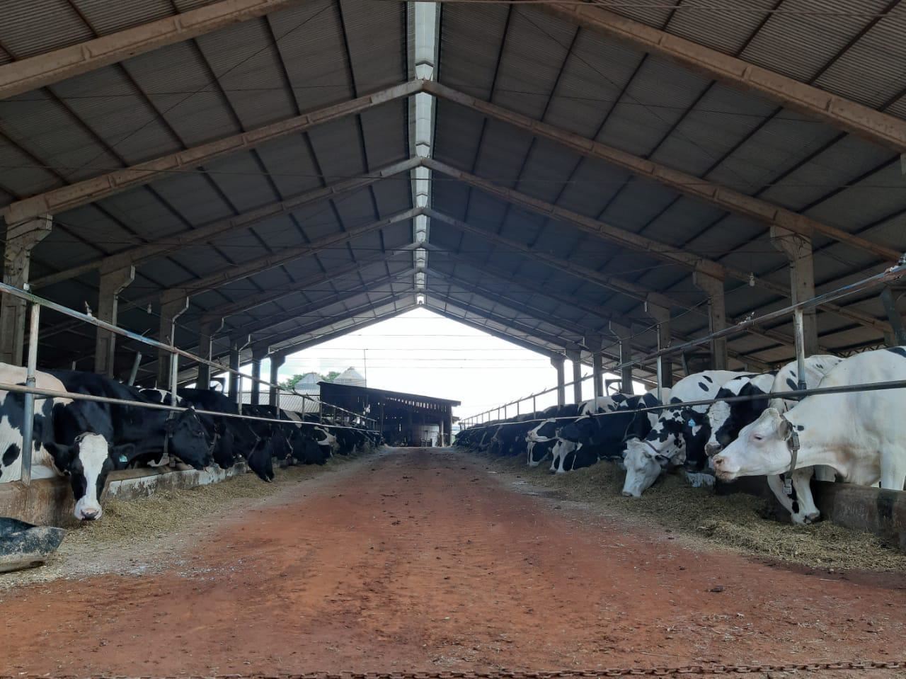 free stall Fazenda Bom Sucesso