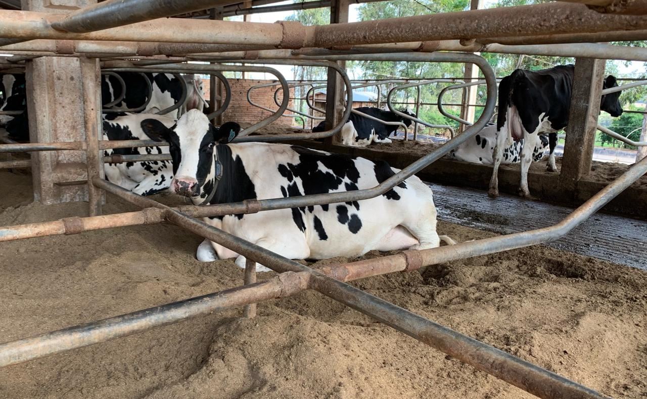 free stall Fazenda Bom Sucesso