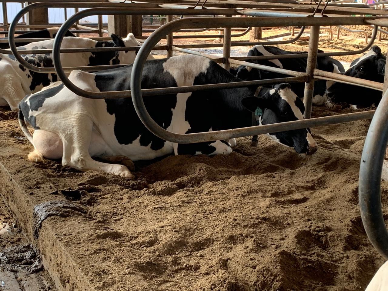 free stall Fazenda Bom Sucesso