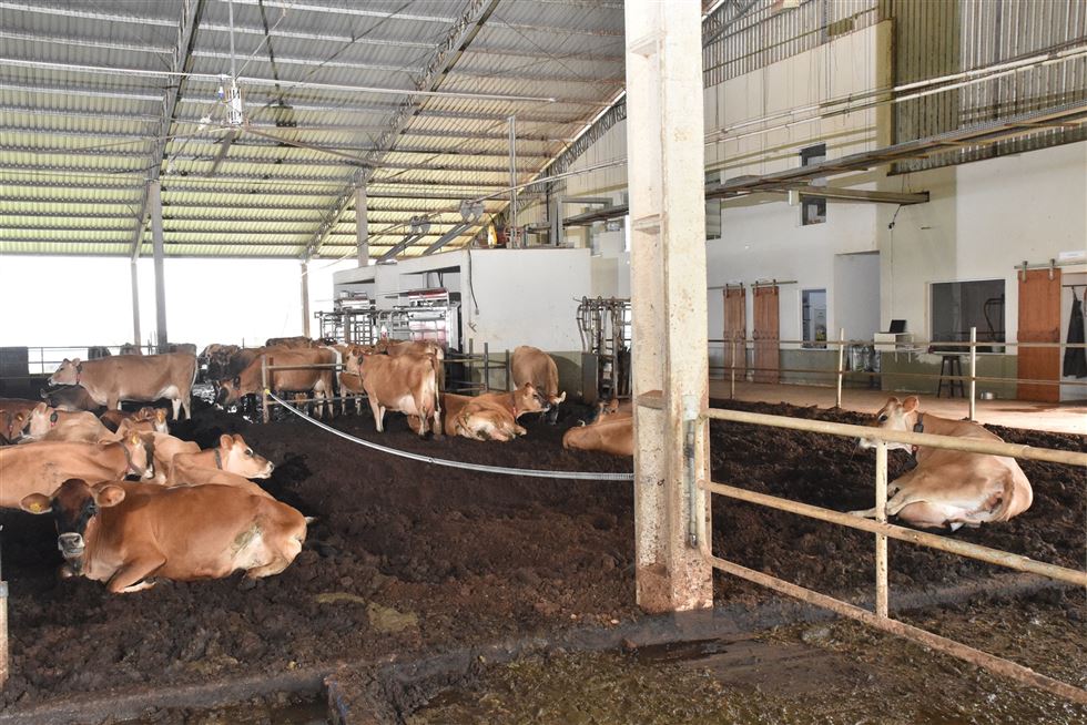 Fazenda Lagoa Dourada - produção de leite