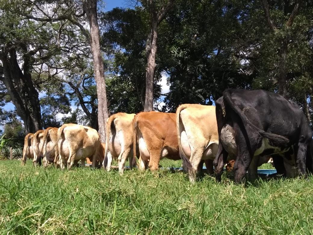 Leilão Verde Campo - Fazenda Laje
