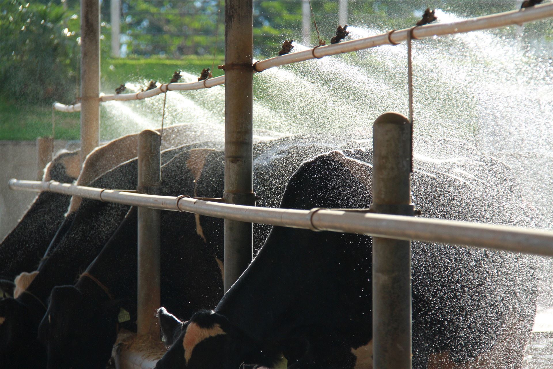Fazenda Figueiredo - produção de leite em Cristalina/GO