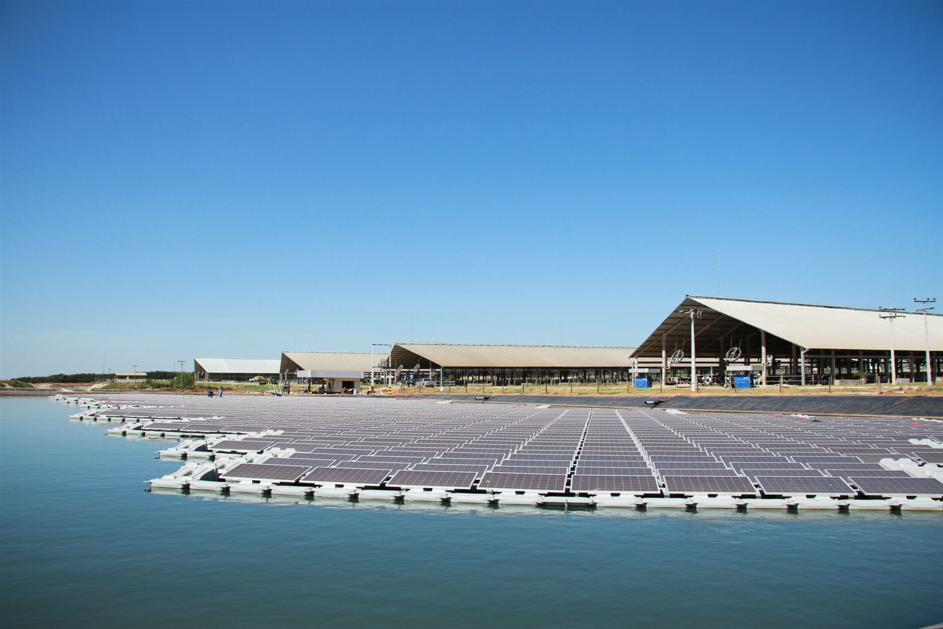 Fazenda Figueiredo - produção de leite em Cristalina/GO