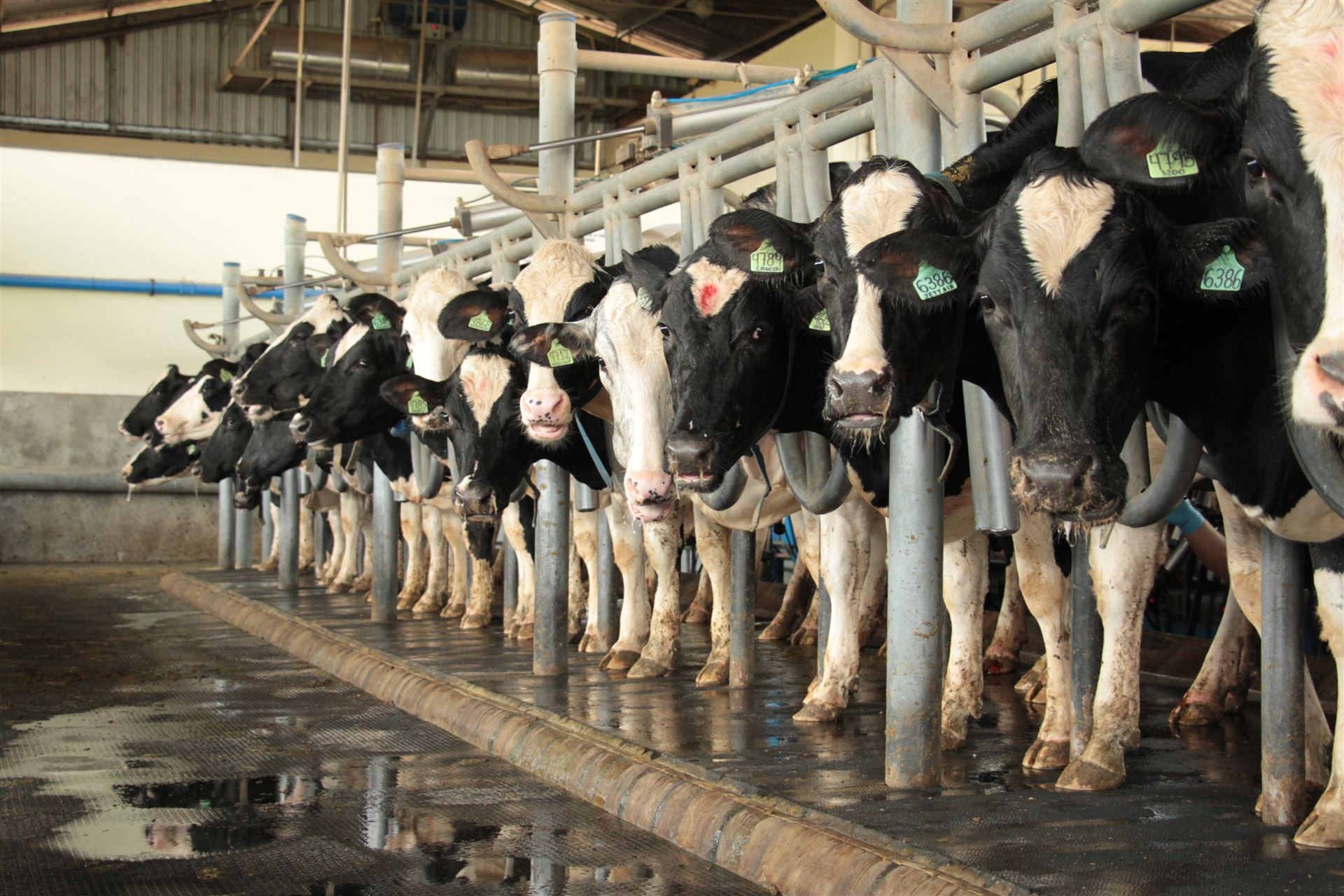 Fazenda Figueiredo - produção de leite em Cristalina/GO