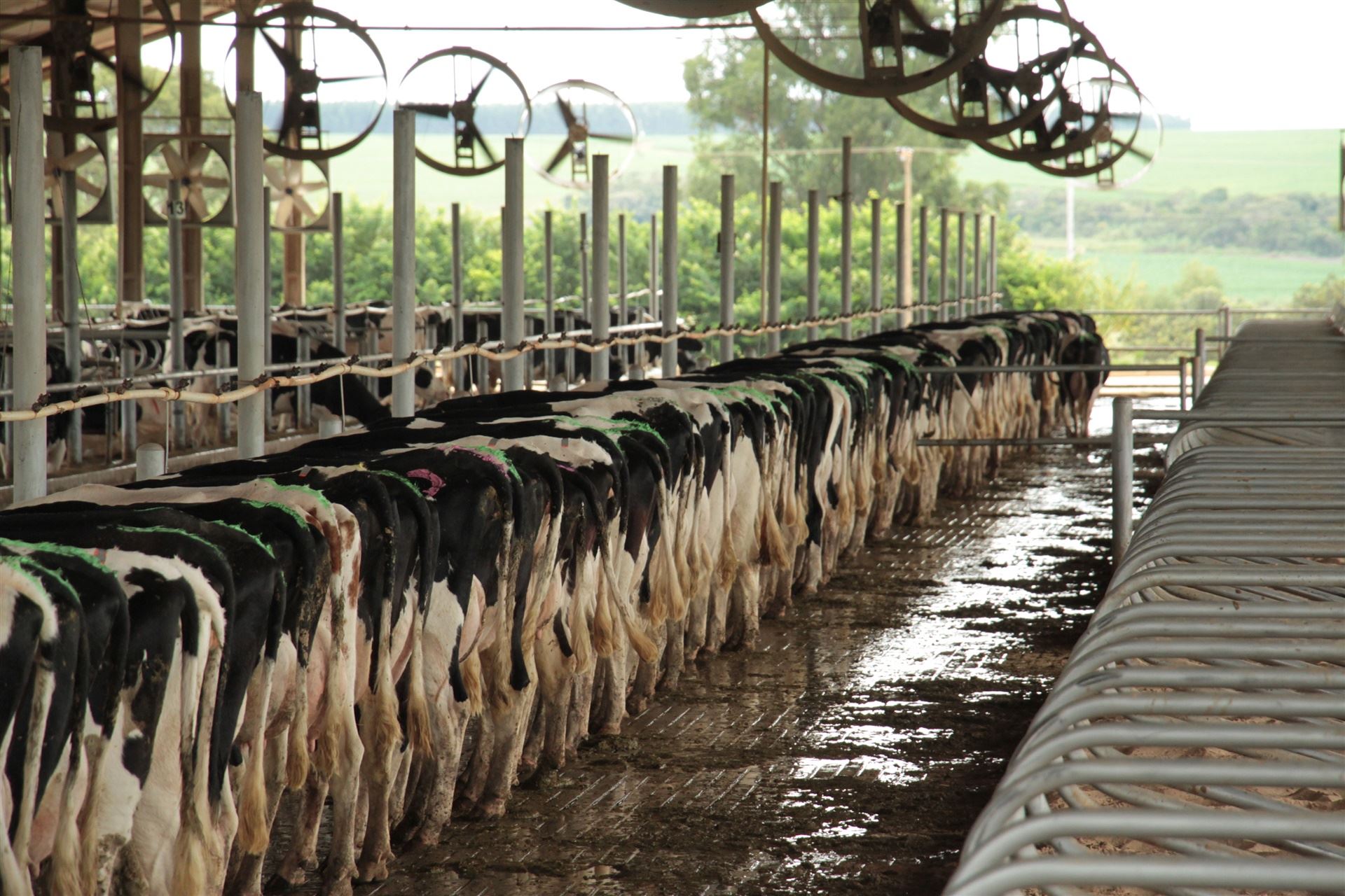 Fazenda Figueiredo - produção de leite em Cristalina/GO