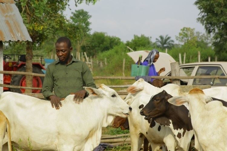 FrieslandCampina faz parceria com a 2Scale para transformar a produção local de leite na Nigéria
