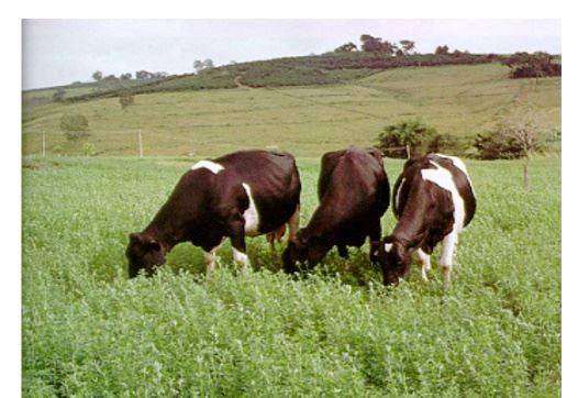 Vacas comendo alfafa