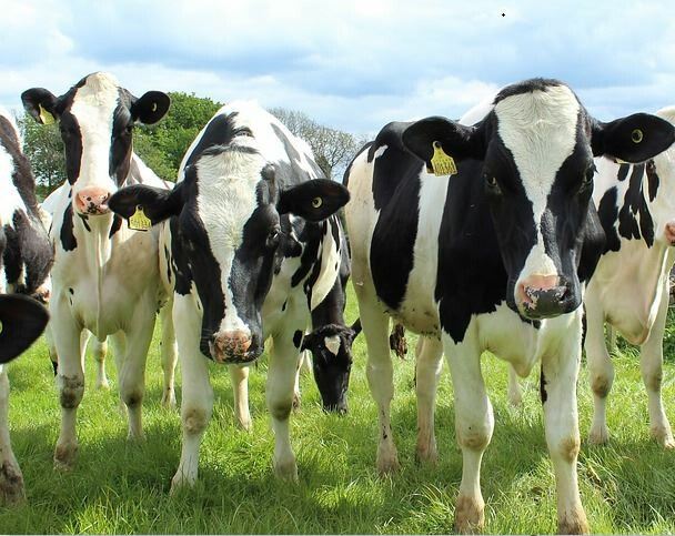 EUA: cresce interesse por criação de novilhas leiteiras a pasto