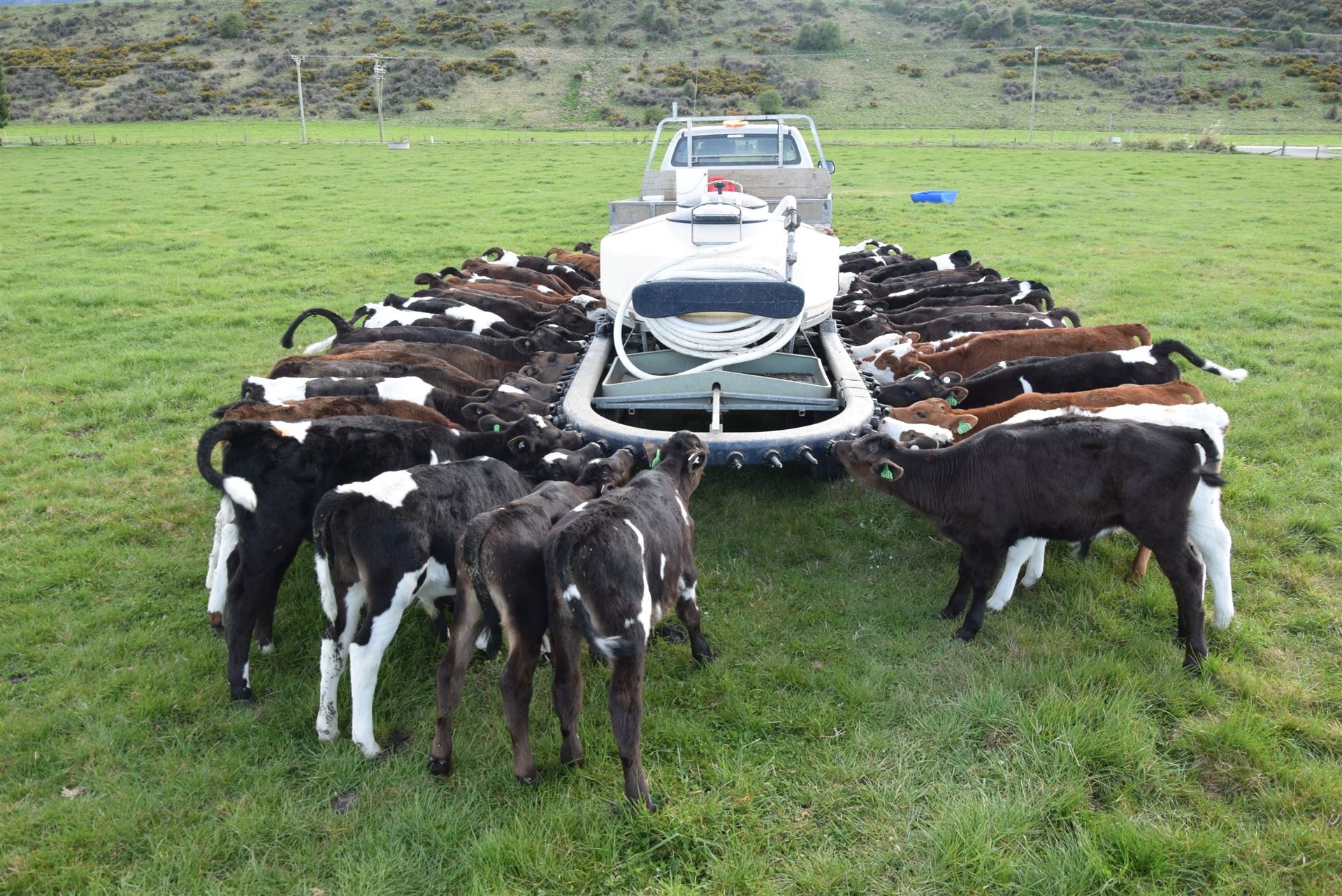 alimentador móvel de terneiras na Nova Zelândia