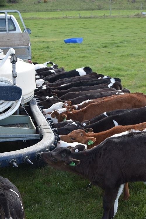 alimentador móvel de terneiras na Nova Zelândia