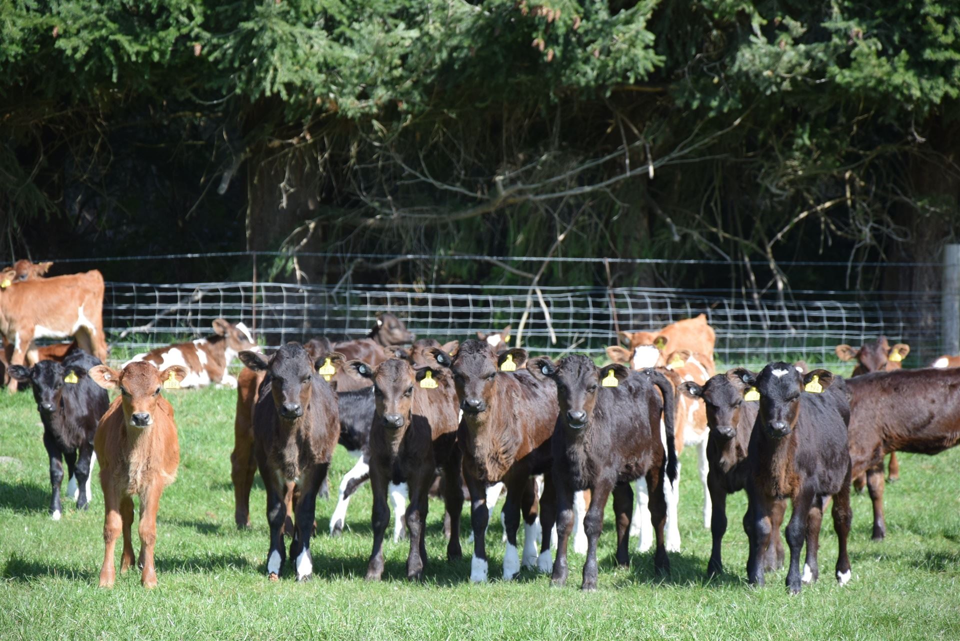 alimentador móvel de terneiras na Nova Zelândia