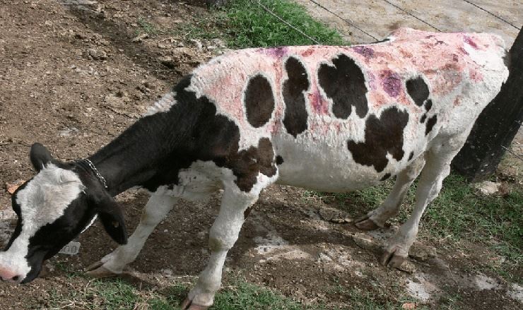 Requeima: identificação rápida de casos de fotossensibilização diminui prejuízos