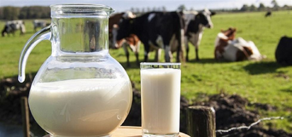 leite fazenda vaca