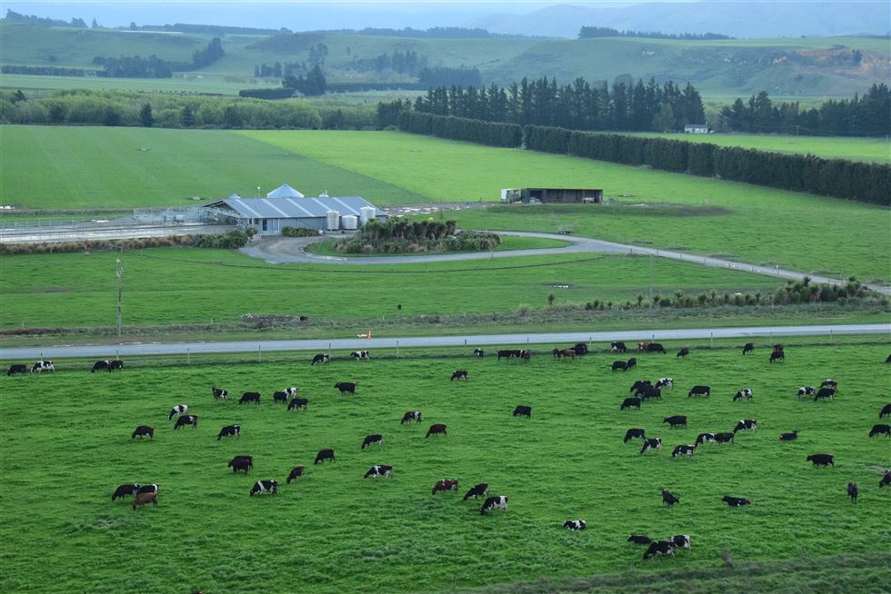 produção leiteira na Nova Zelândia