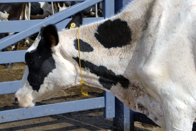 Mapa vai publicar cartilha sobre sistema de controle do carrapato em bovinos