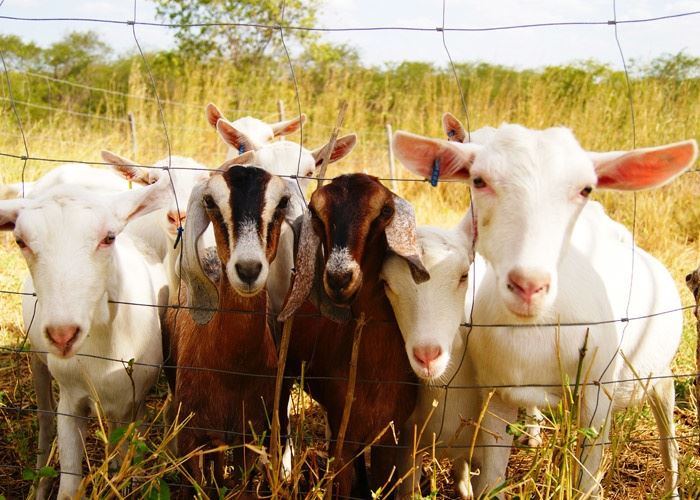 Caprinos e ovinos serão monitorados via digital