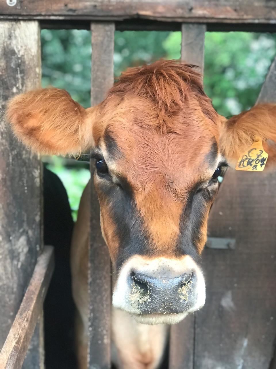 jersey região sul paraná produção de leite