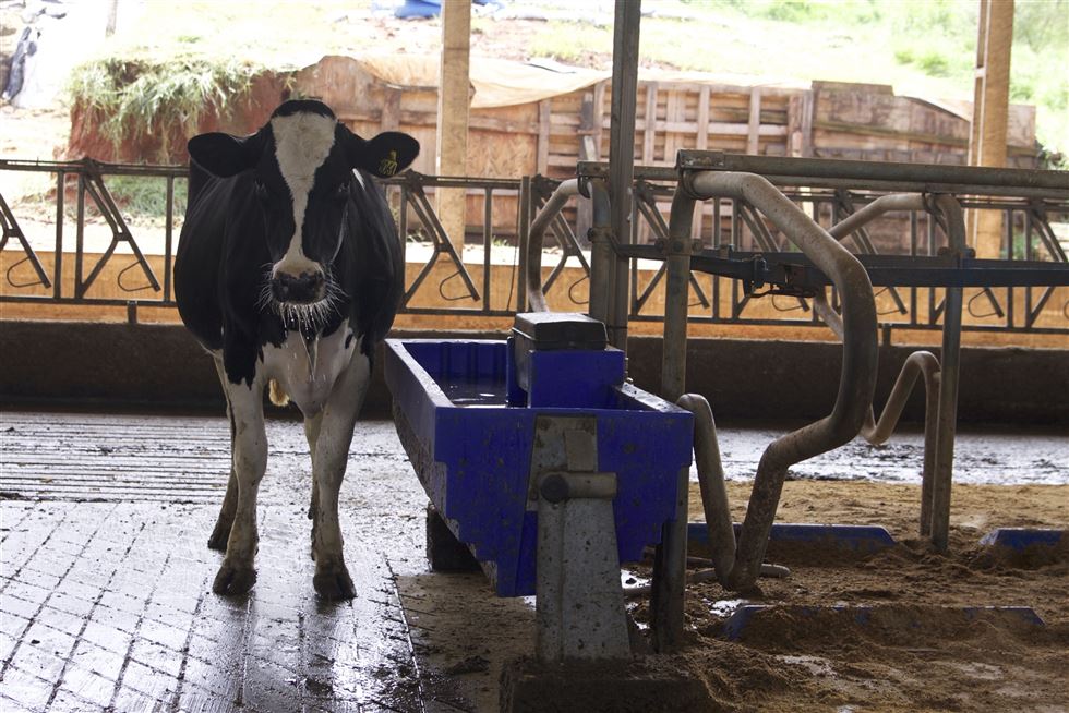 agua produção de leite vaca